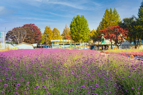 From Seoul: Autumn Instagrammable TourShared Tour, Meet at Myeongdong