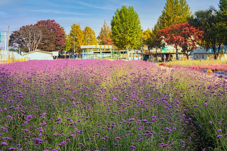 From Seoul: Autumn Instagrammable TourShared Tour, Meet at Myeongdong