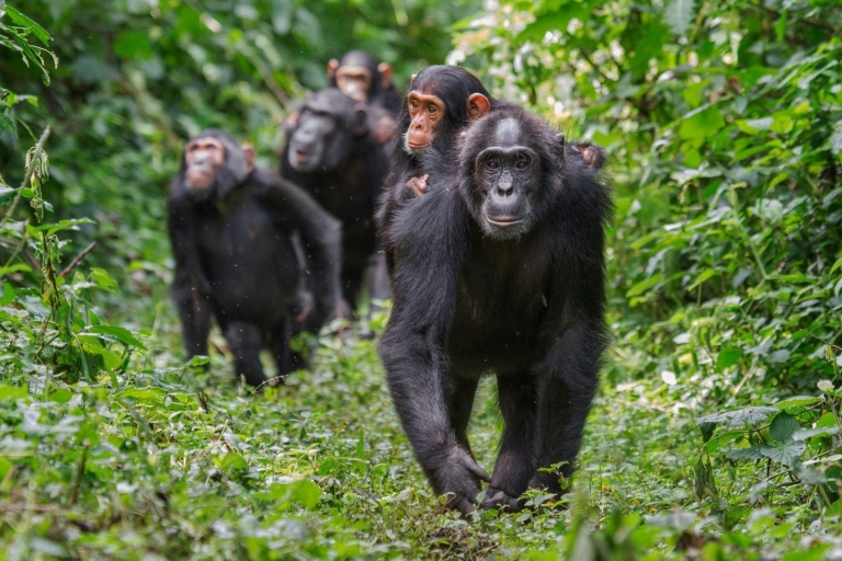 14 days Uganda wildlife and primate adventure Group Tour Guided in English