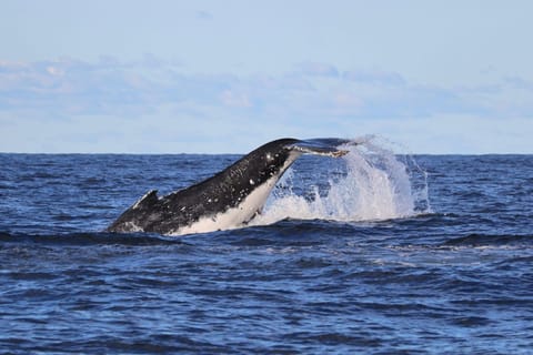 Whale Whatching Penguins and Wine Tour