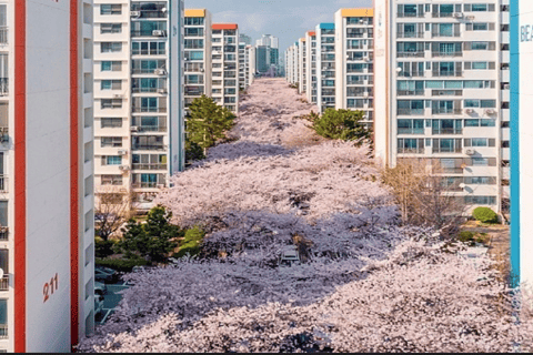 Private Minibus Tour in Busan für Kreuzfahrtgäste 8-17 Personen