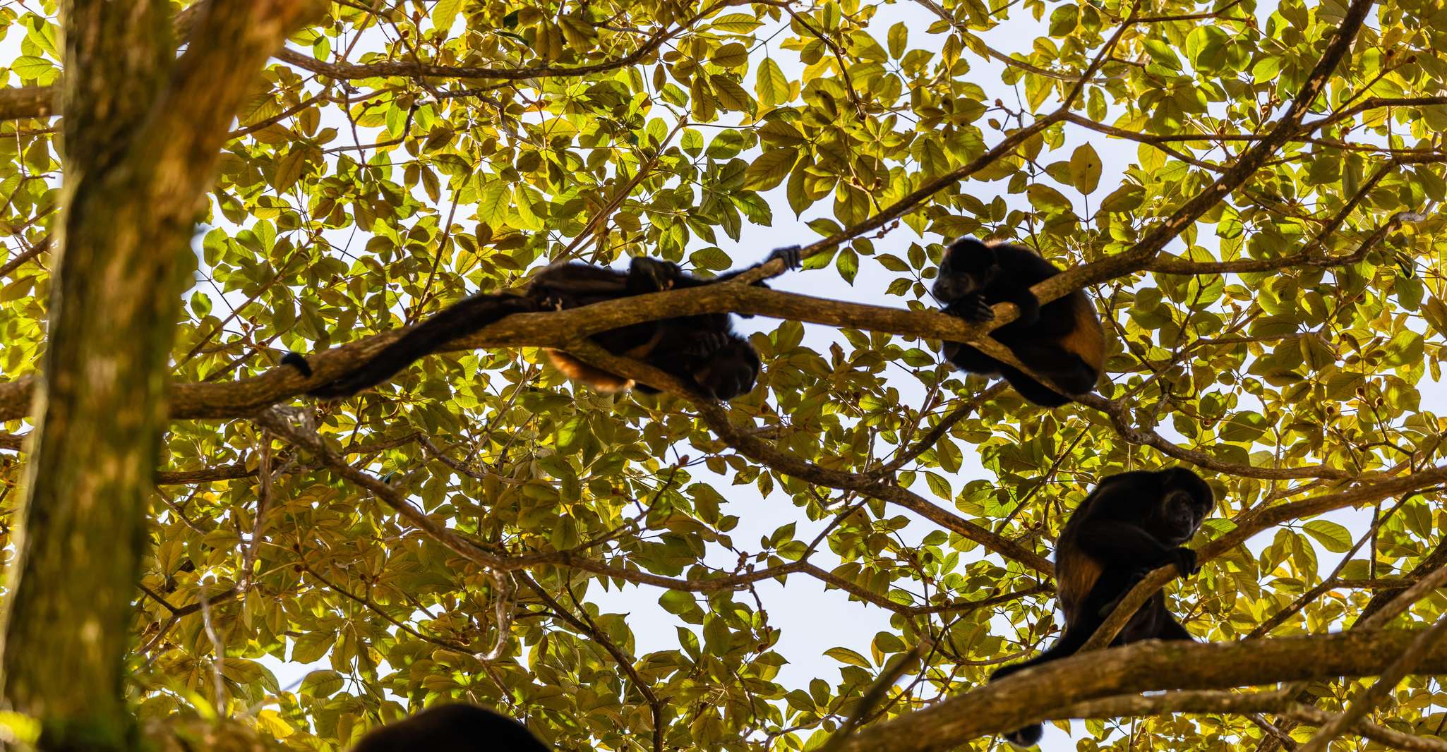 Estuário Kayak Tour Tamarindo, Guanacaste - Hizvo