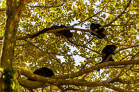 Monkey - Estuary Kayak Tour Tamarindo, Guanacaste - Hizvo
