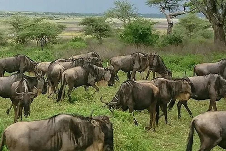 Nairobi - Masai Mara Game Reserve Lodge Safari 4Days 3Nights