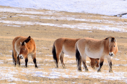 Hustai National Park Day Tour Autumn: Standard Departure