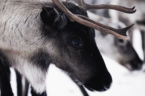 Arctic Highlights: Dogsledding & Reindeer Feeding Combo