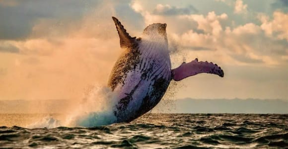 Oahu: West Coast Whale Watching & Sunset Cruise