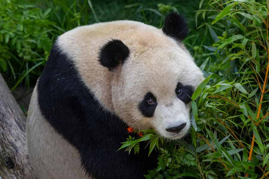 Eintrittskarte für den San Diego Zoo. Foto: GetYourGuide