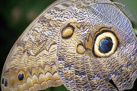 Manuel Antonio: Tour noturno com um guia de turismo naturalista.Tour noturno com um guia de turismo naturalista (transporte incluído)