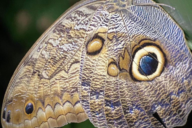 Manuel Antonio: Tour serale con guida naturalistica.