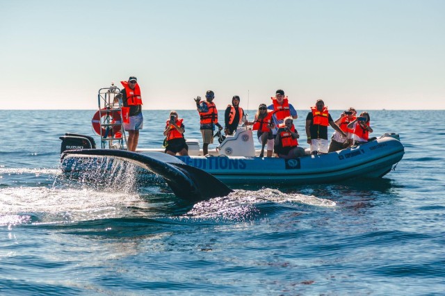 Visit Cabo San Lucas Up Close Whale Watching Small Group Tour in Cabo San Lucas