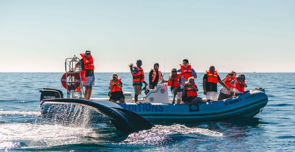Cabo San Lucas: Up-Close Whale Watching Small-Group Tour