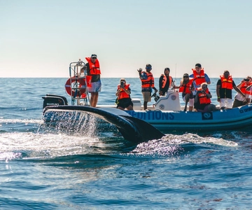 Cabo San Lucas: Up-Close Whale Watching Small-Group Tour