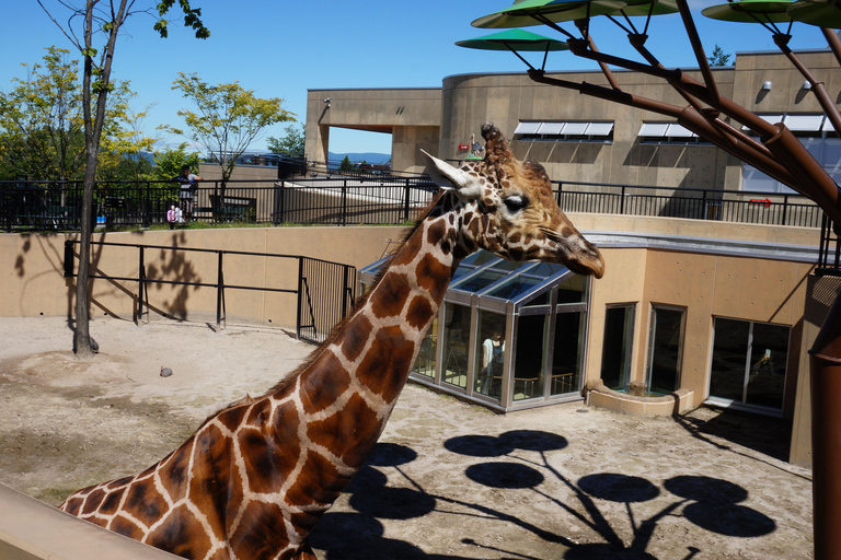 Hokkaido Asahiyama Zoo Tour met Meloen Buffet OptieSapporo Tokyu REI Hotel Vertrek No Melon Inclusief