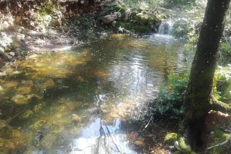 baño de bosque / bany de forêt