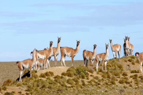 From Puerto Madryn: Full-Day Valdes Peninsula Tour