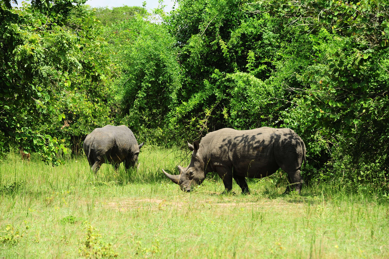 Kampala: 2-Day Murchison Falls Safari with Rhino Trek