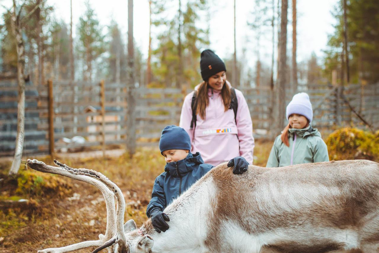 Rovaniemi: Meet and Feed Reindeer