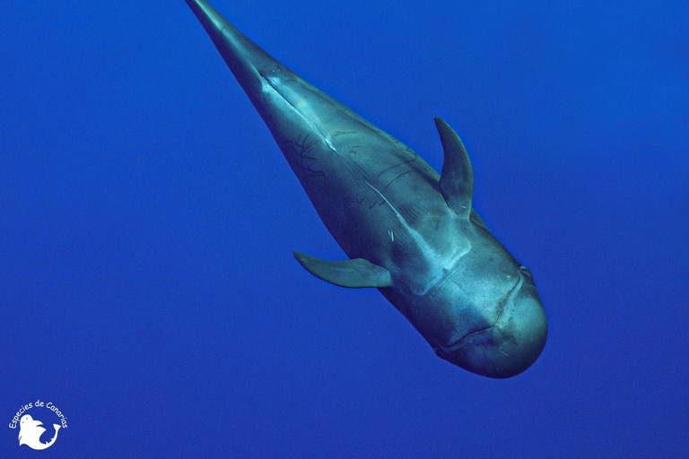 Boat Trip: Dolphin & Whale Watching Sailing Tour 11 Pax Max Boat Trip: Dolphin & Whale Watching Sailing Tour 11 Pax Max
