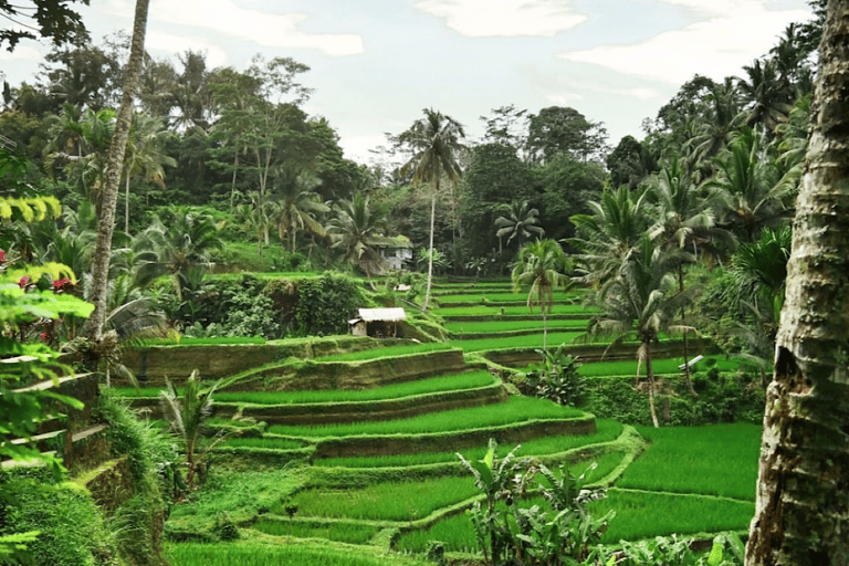 Bali: Esplora il nord di Bali: tour privato personalizzato di un giornoViaggio a Bali Nord B