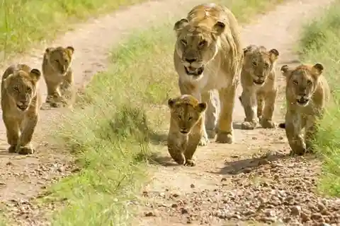 Safari asequible de 6 días por el norte de Tanzania