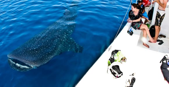 Cancun & Riviera Maya Whale Shark Discovery