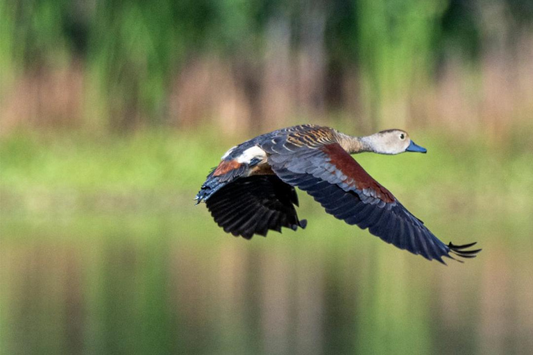 Sinharaja Rain forest Birdwatching Tour (Pickup Includes) Pickup/drop off from /to Galle