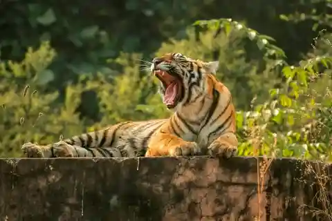 De Sawai Madhopur: Safari de jipe no Parque Nacional de Ranthambore