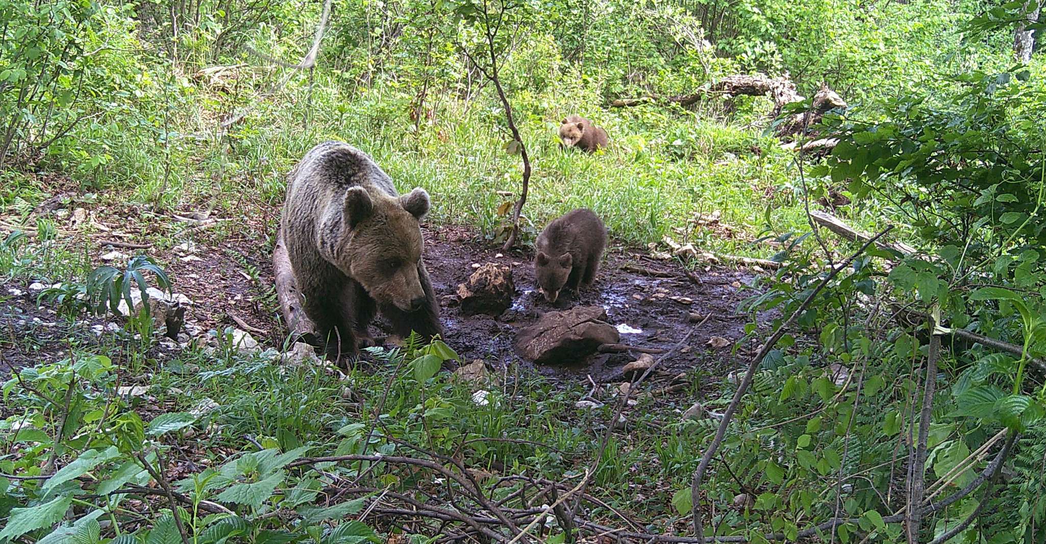 Bear Watching Slovenia - Housity