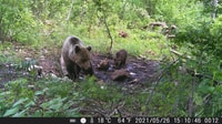 Bear Watching Slovenia - Housity