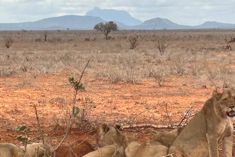 Tagestour zum Tsavo East National Park von Mombasa aus