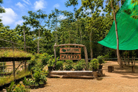 From Bangkok: Pattaya Ethical Elephant Sanctuary Day Trip