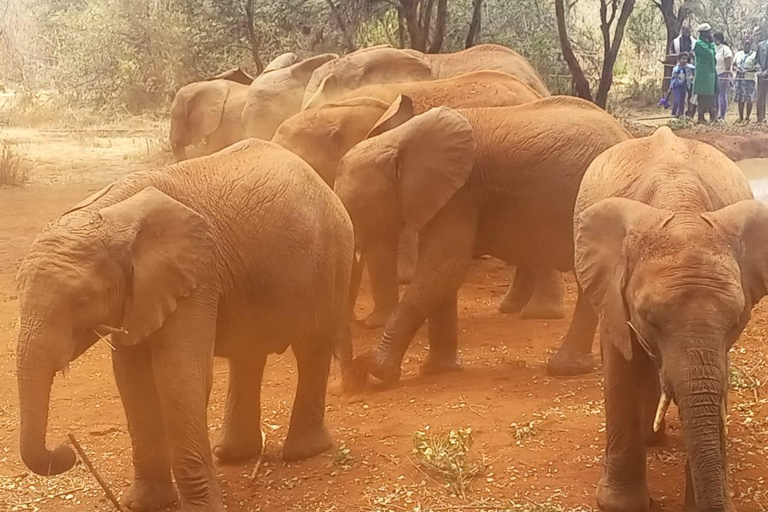 Nationaal park Nairobi, olifantenweeshuis en giraffencentrum