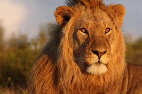 From Durban: Hluhluwe Game Reserve Full-Day Safari