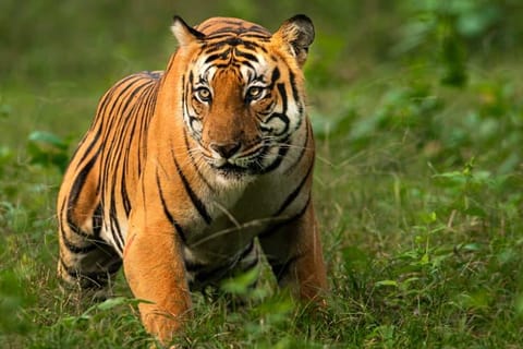From Delhi: Corbett Tiger Reserve 3-Day Safari Trip