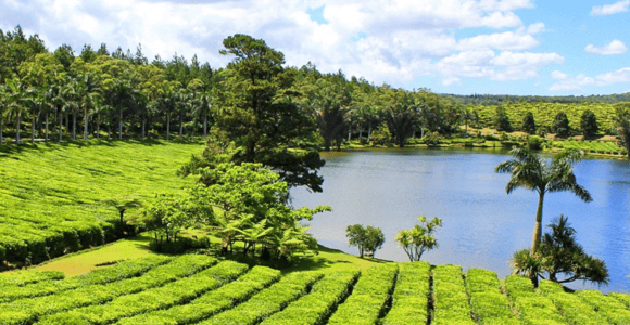 Discover the Mauritian Tea Route: With Crocodile Park