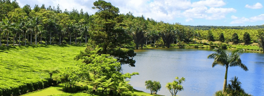 Découvrez la Route du Thé mauricienne : avec le Crocodile Park