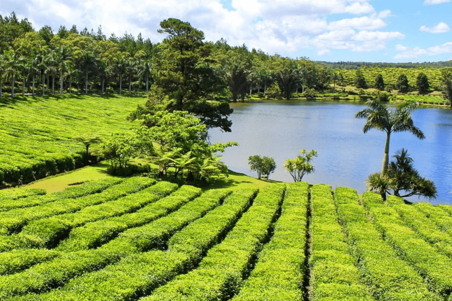 Discover the Mauritian Tea Route: With Crocodile Park - Discover the Mauritian Tea Route: With Crocodile Park