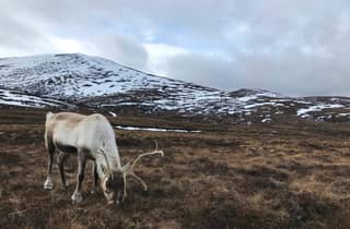 Kleine Gruppe | Cairngorms-Nationalpark: Tagestour