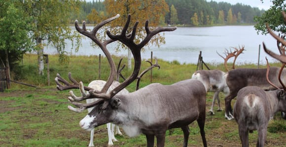 Rovaniemi: Summer/Autumn Reindeer Farm Experience