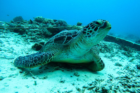 Ilhas Gili Lombok: Passeio de 4 horas de snorkeling em grupo privado