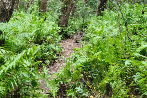 Zanzibar: tour guidato della foresta di Jozani con trasferimento in hotel