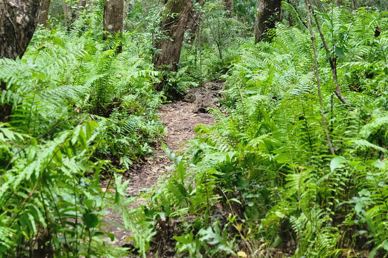 Zanzibar: tour guidato della foresta di Jozani con trasferimento in hotel