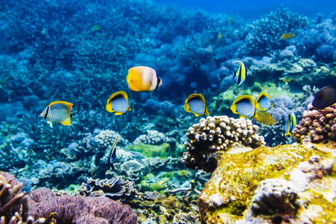 Ko Lanta: Excursión Única de Snorkel en 4 Islas de Cola Larga con AlmuerzoTour privado