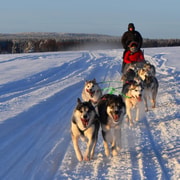 Luleå: Guided Dog Sledding Tour
