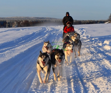 Luleå: Guidad tur med hundspann