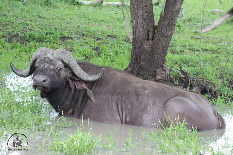 Selous : Un safari hors route d&#039;une journée au départ de Zanzibar