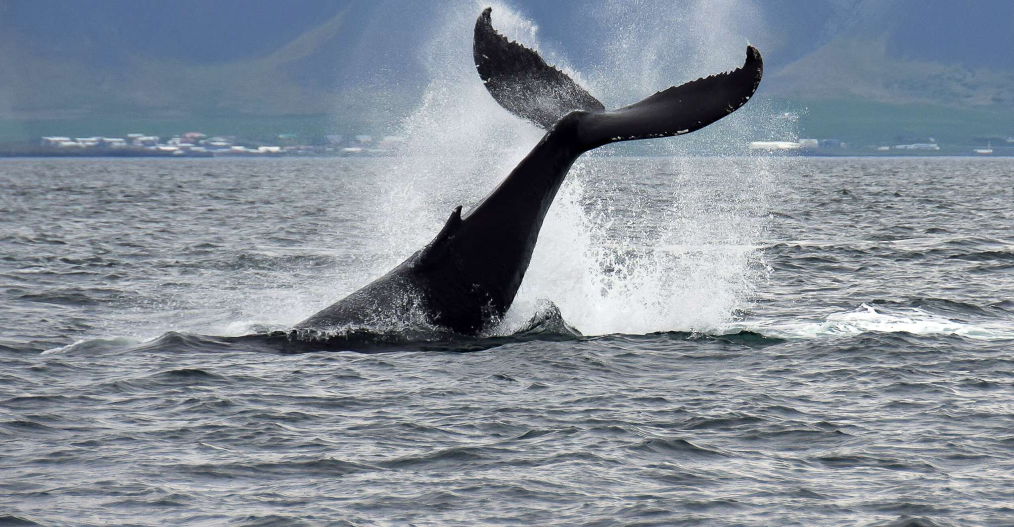 Reykjavik, Whale Watch Tour - Housity
