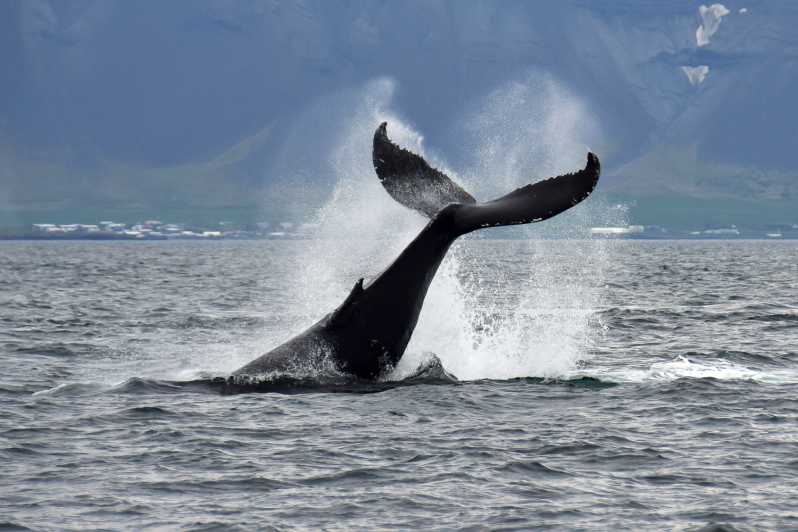 Reykjavik: walvissen spotten
