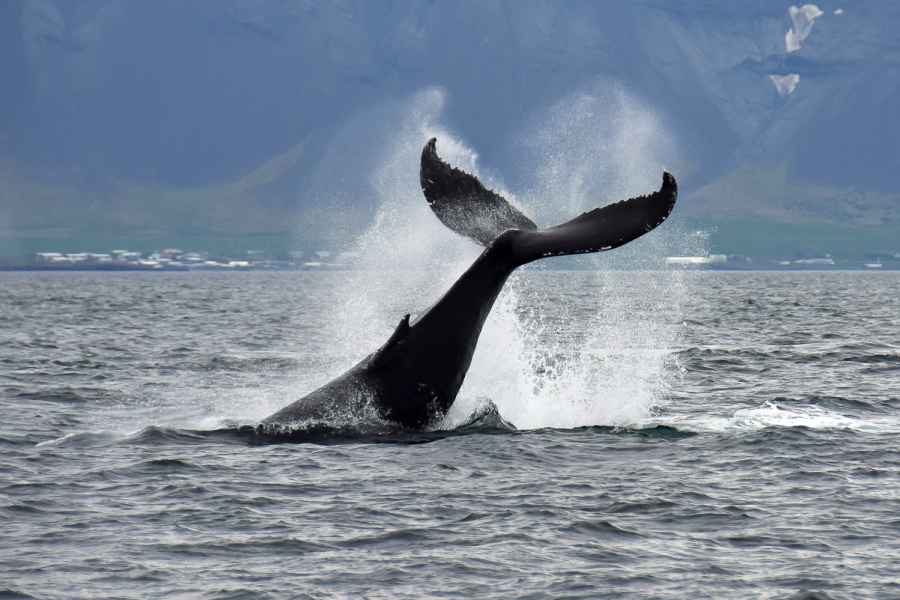 Reykjavik: Whale Watching Tour. Foto: GetYourGuide